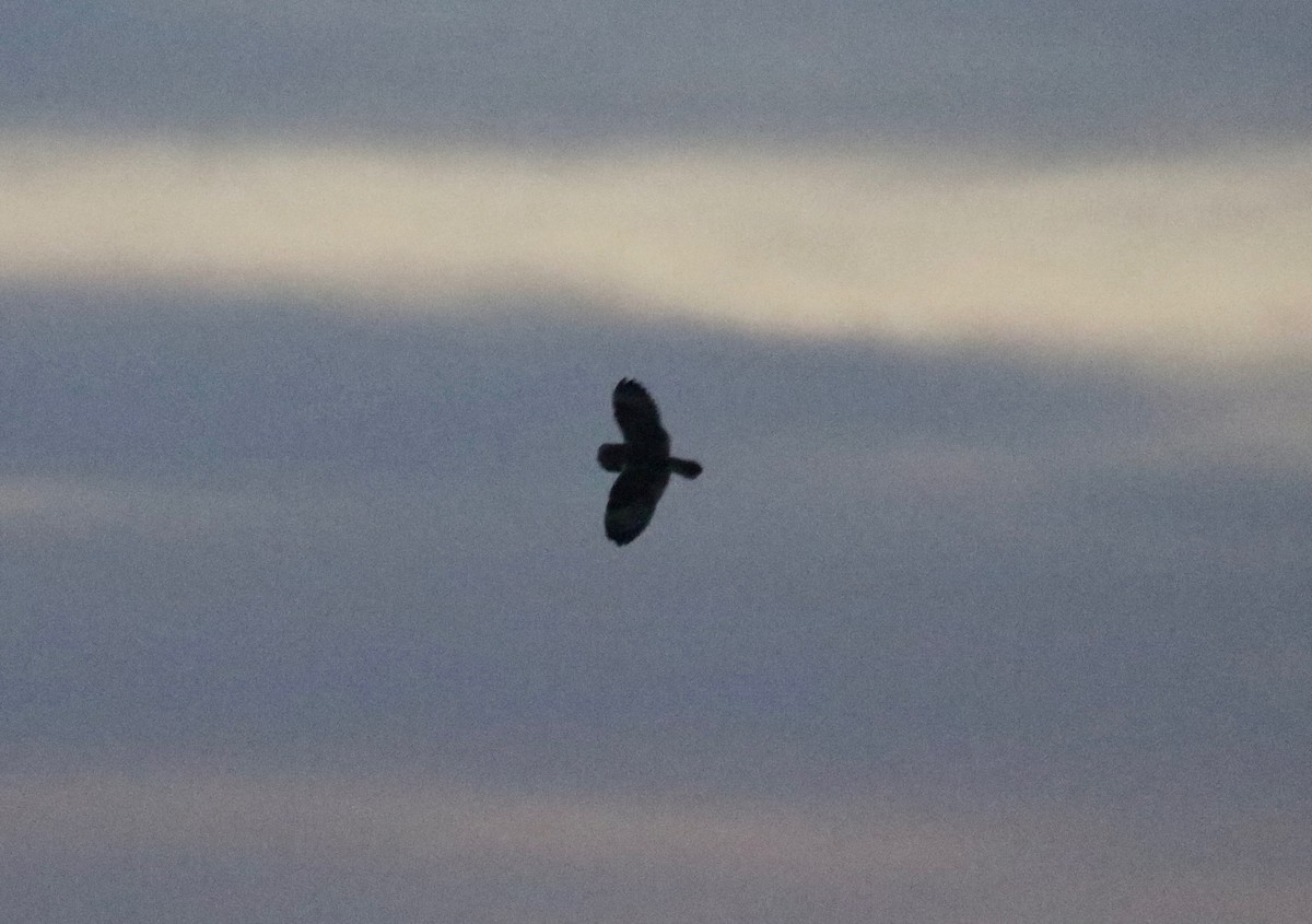 Short-eared Owl - ML645653099