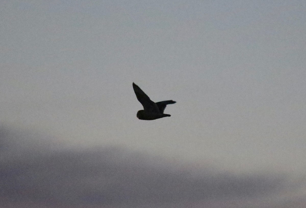 Short-eared Owl - ML645653101