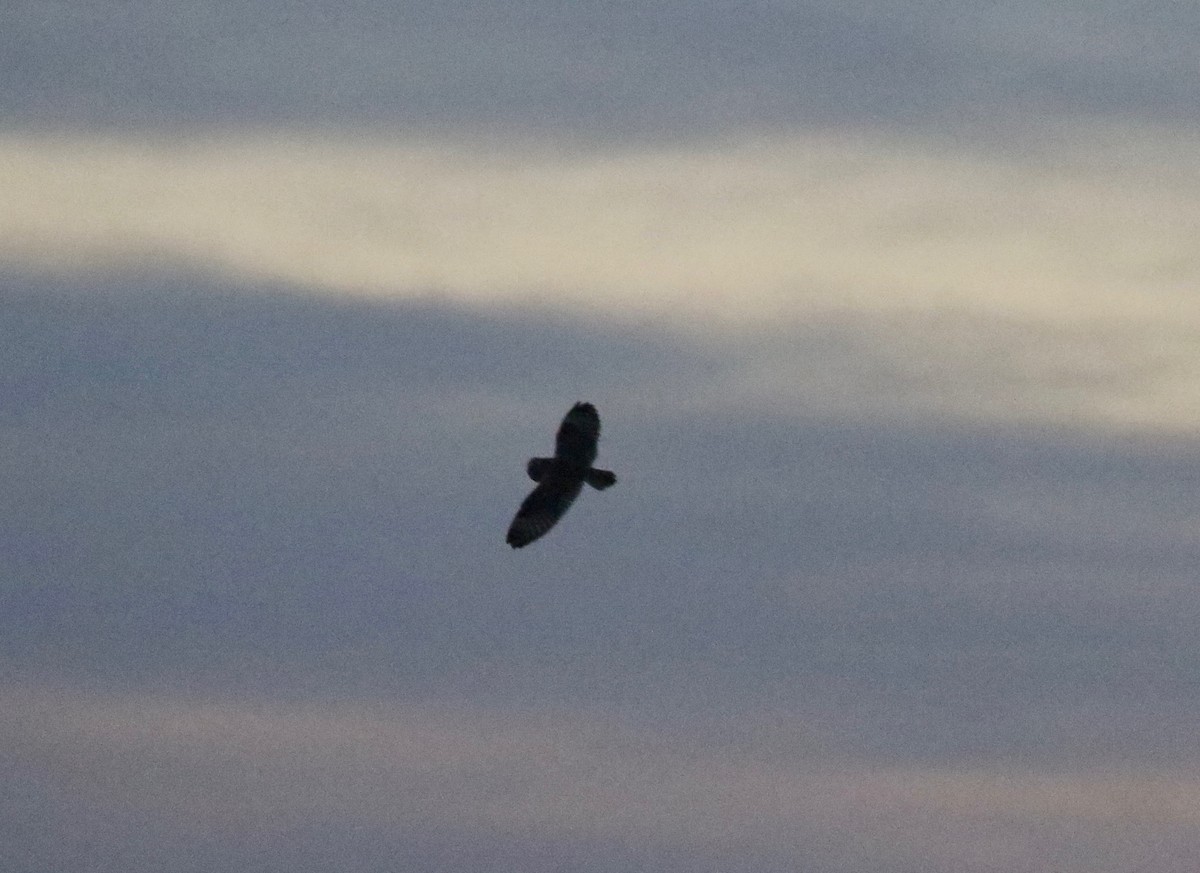 Short-eared Owl - ML645653102