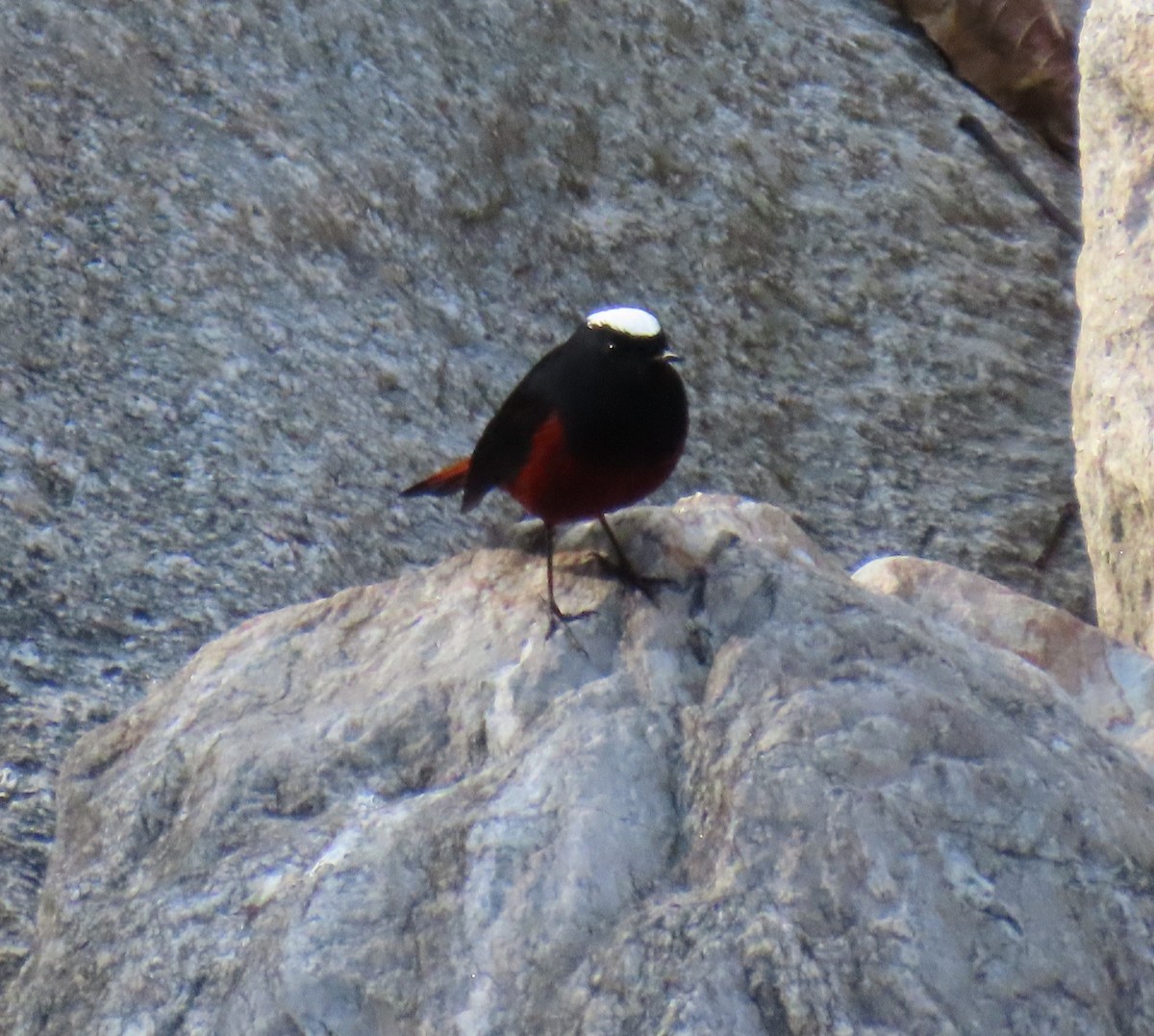 White-capped Redstart - ML645653103