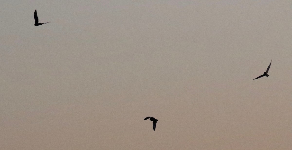 Short-eared Owl - ML645653105