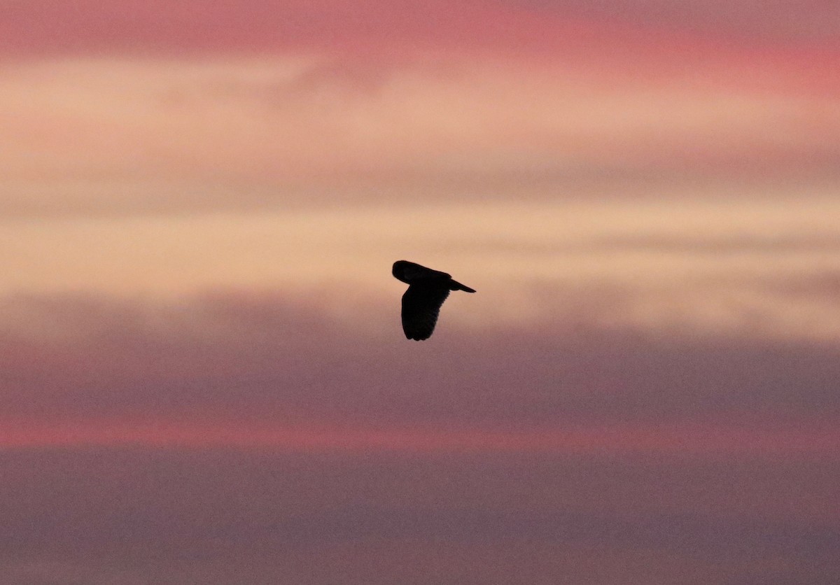 Short-eared Owl - ML645653106
