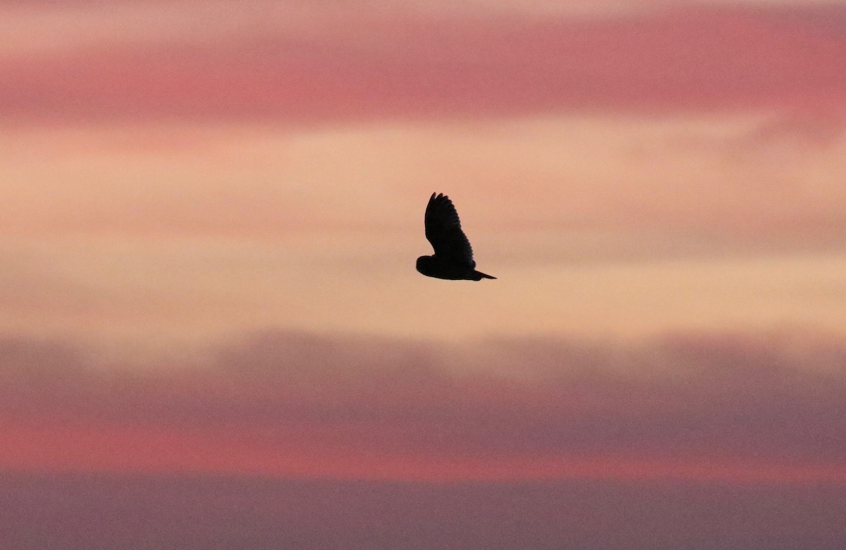 Short-eared Owl - ML645653107