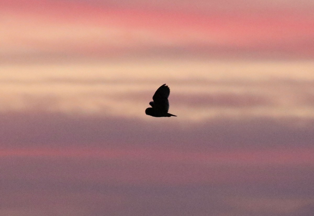 Short-eared Owl - ML645653108