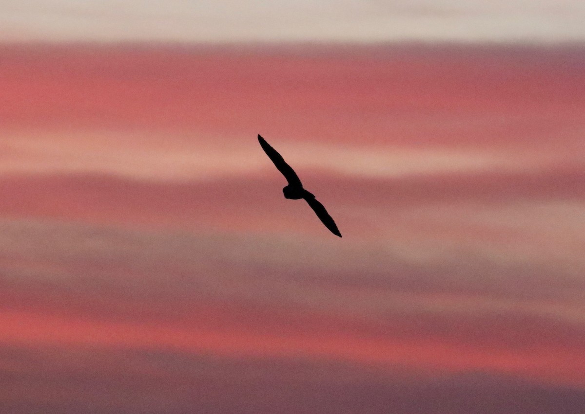 Short-eared Owl - ML645653109