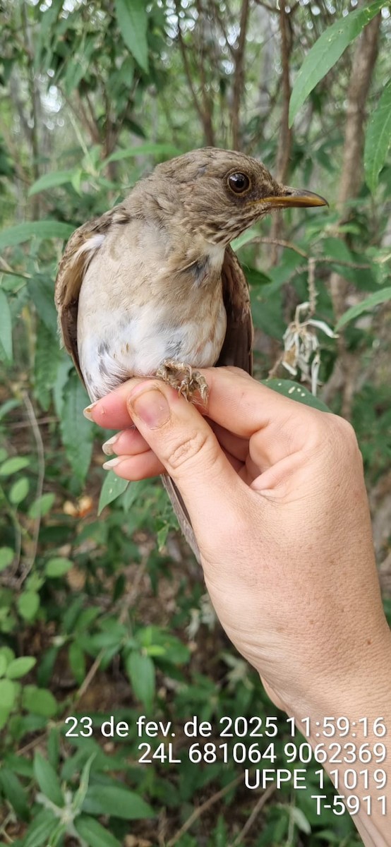 Fahlbrustdrossel - ML645653125