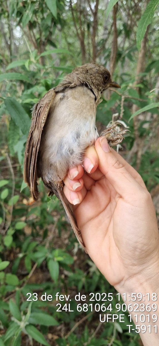 Fahlbrustdrossel - ML645653126