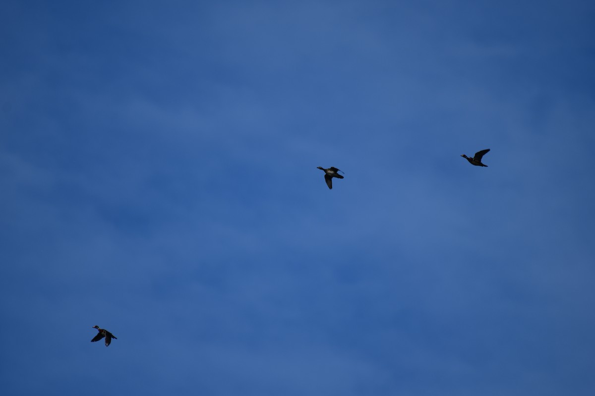 kachnička karolínská - ML645653137