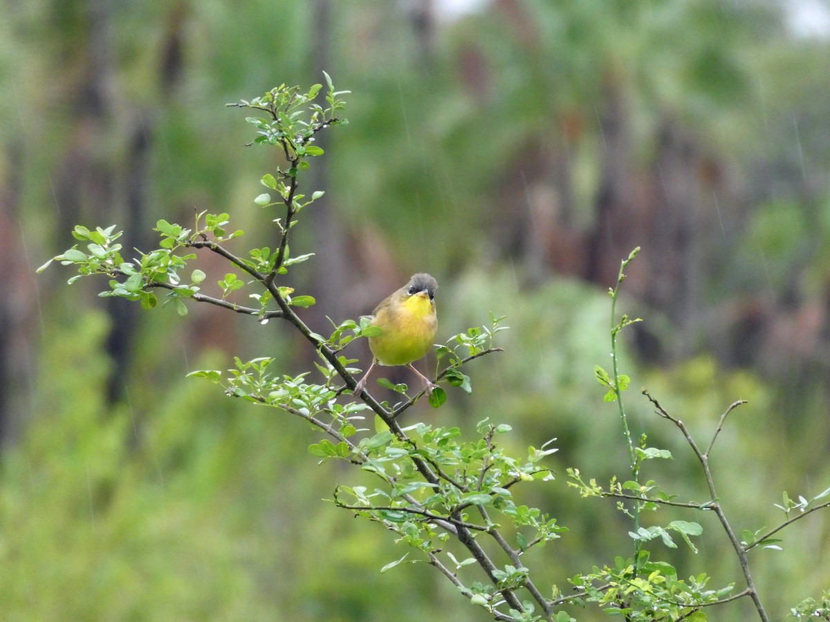 Gray-crowned Yellowthroat - ML645653143