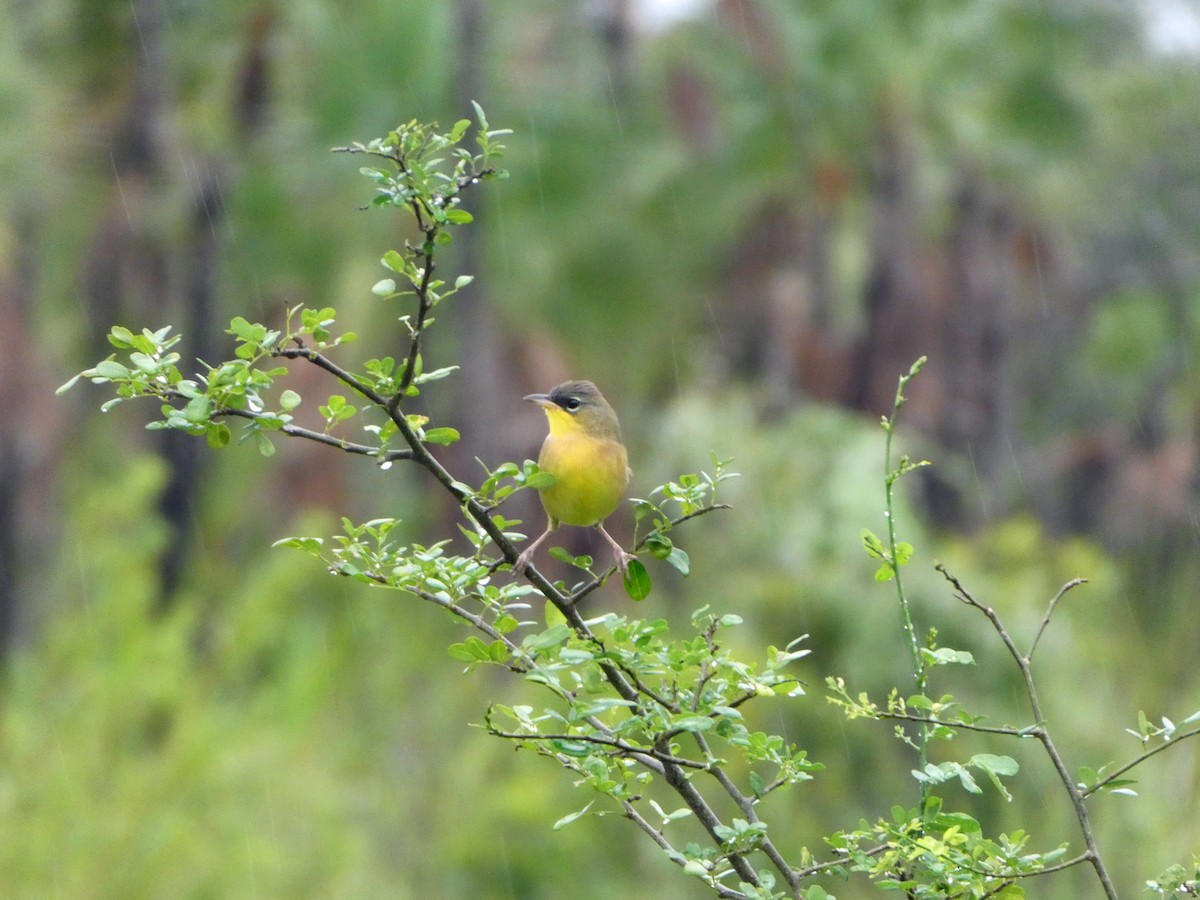 Gray-crowned Yellowthroat - ML645653149