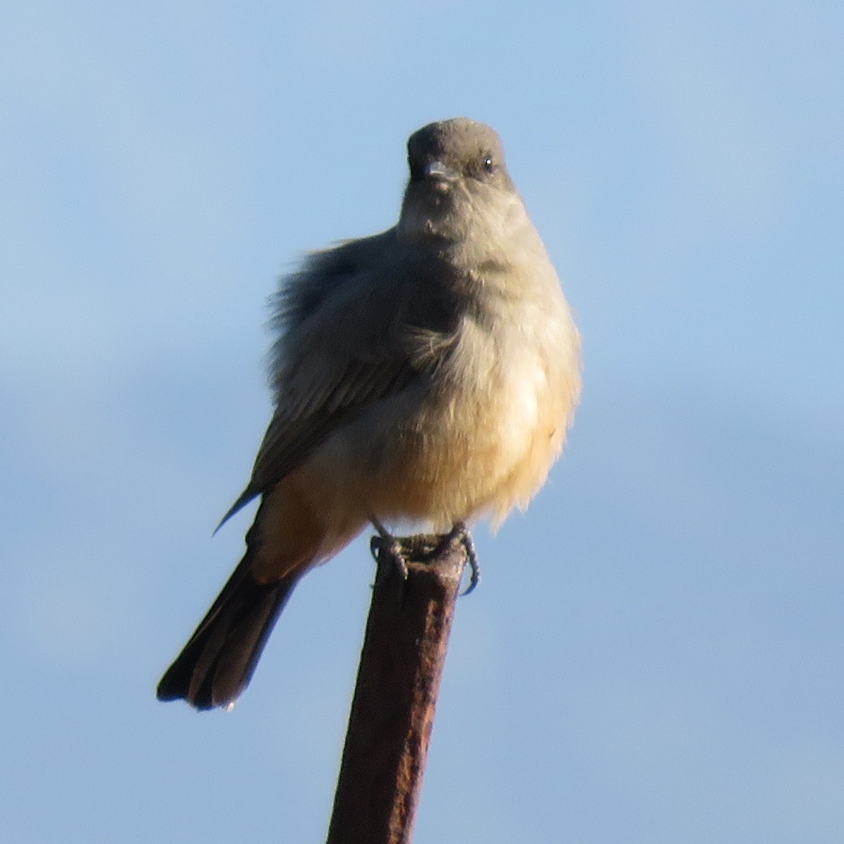 Say's Phoebe - ML645653150