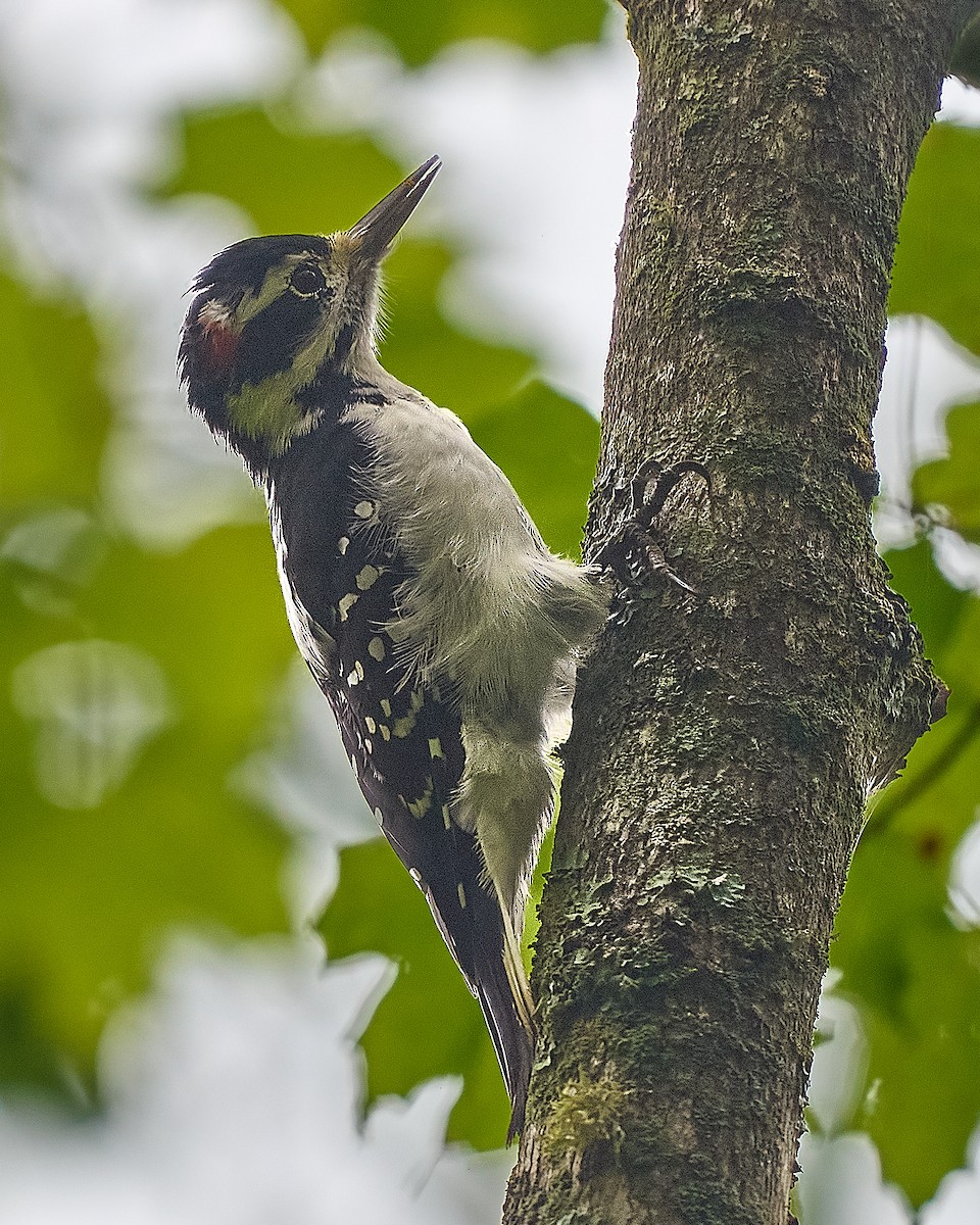 Hairy Woodpecker - ML645653151