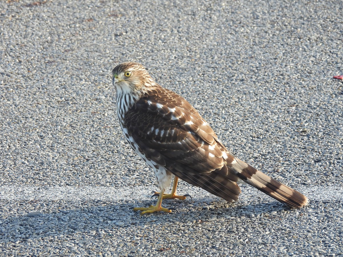 Cooper's Hawk - ML645653152