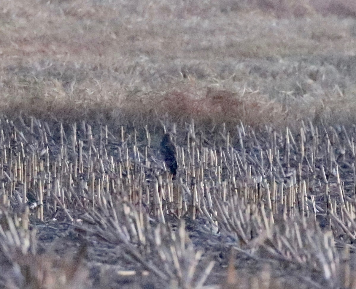 Northern Harrier - ML645653161