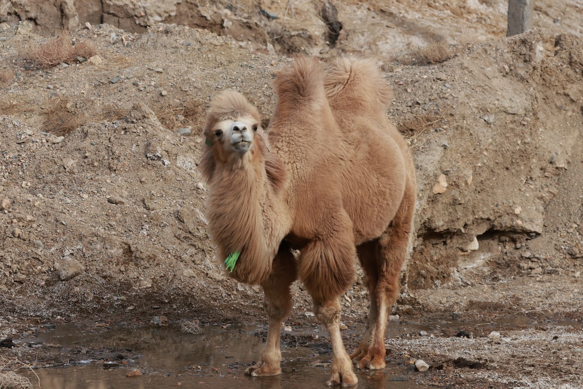 Mammals - ML645653168