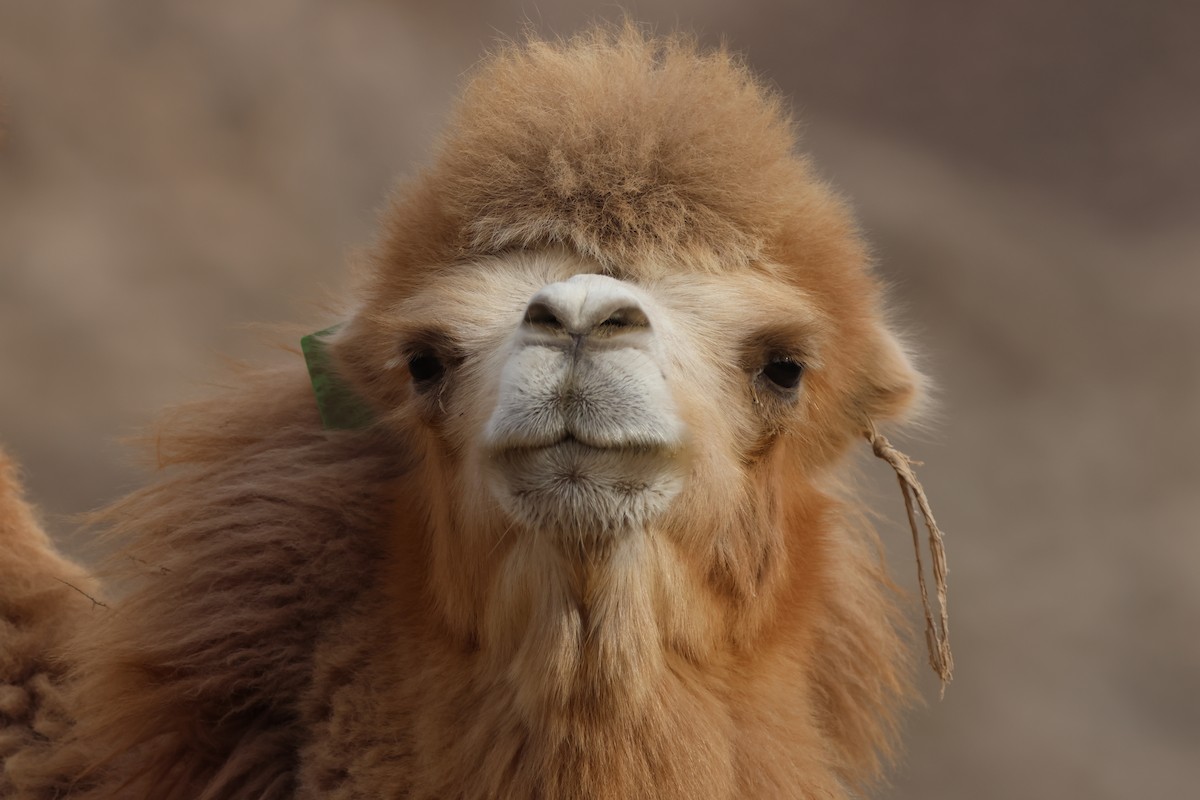 Mammals - ML645653172