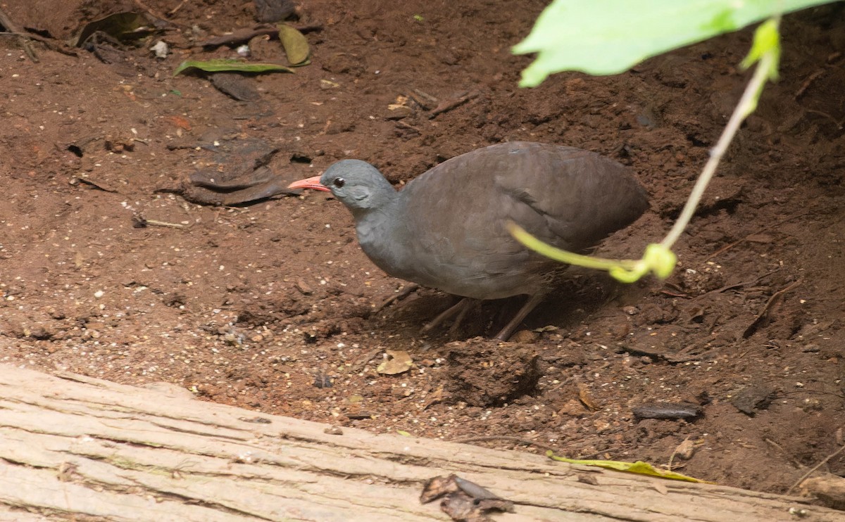 Tataupa Tinamou - ML645653184