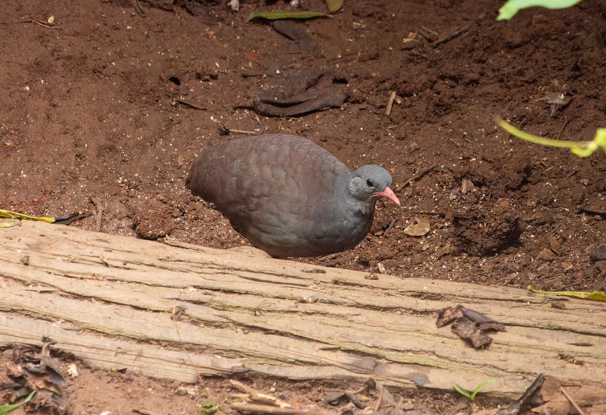 Tataupa Tinamou - ML645653185