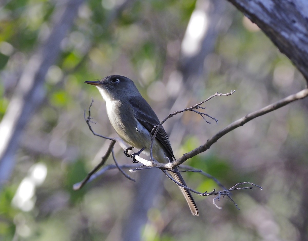 Cuban Pewee - ML645653188