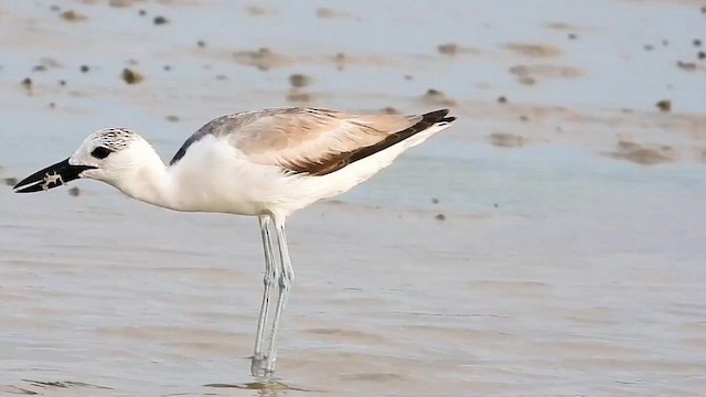 Крабоїд - ML645653217