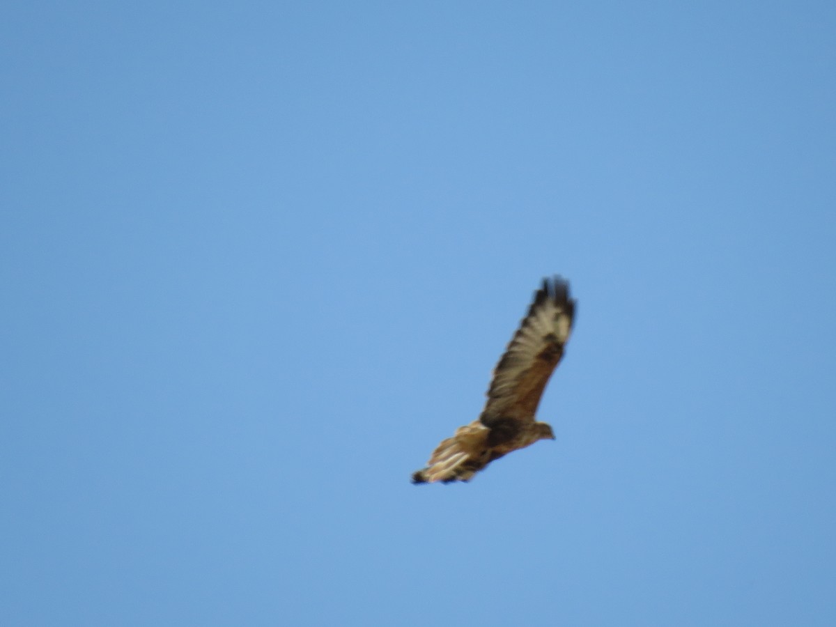 Long-legged Buzzard - ML645653218
