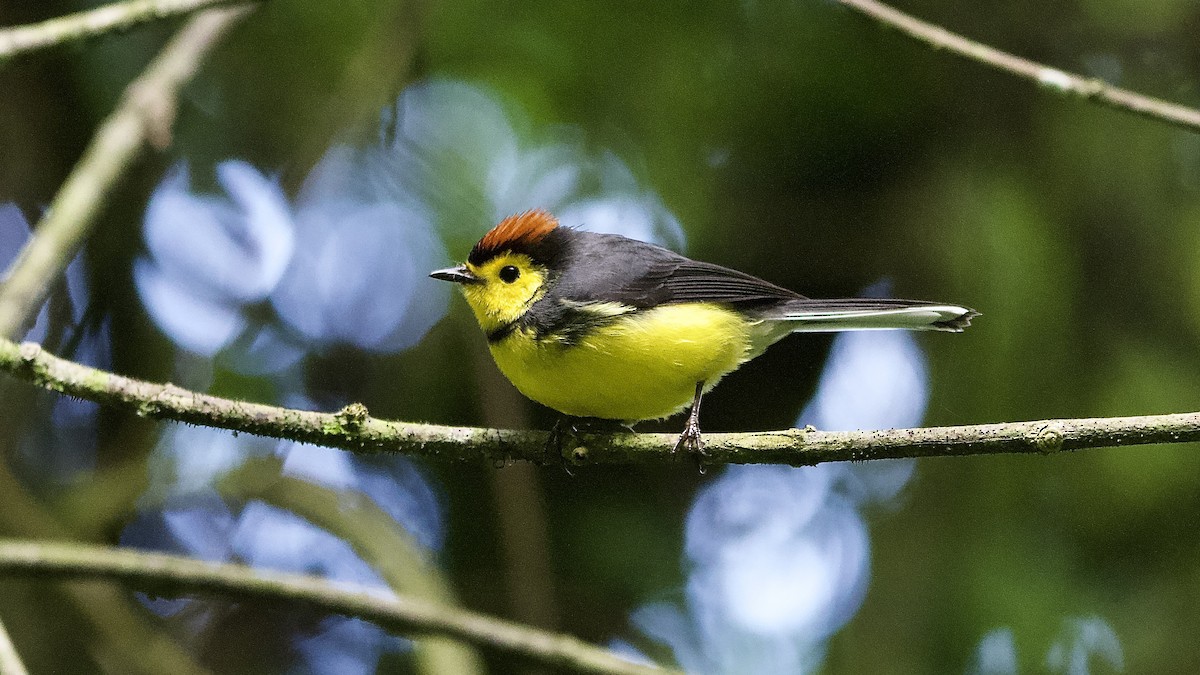 Collared Redstart - ML645653234