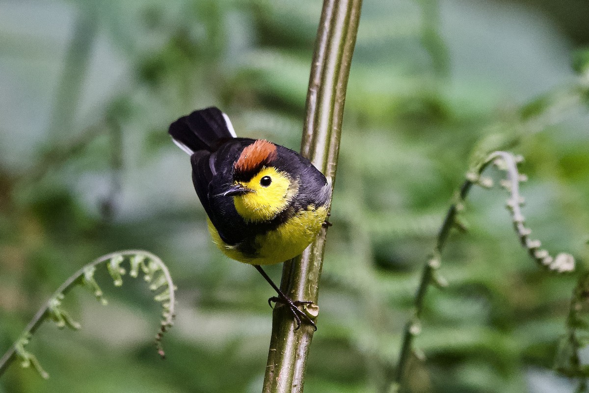 Collared Redstart - ML645653235