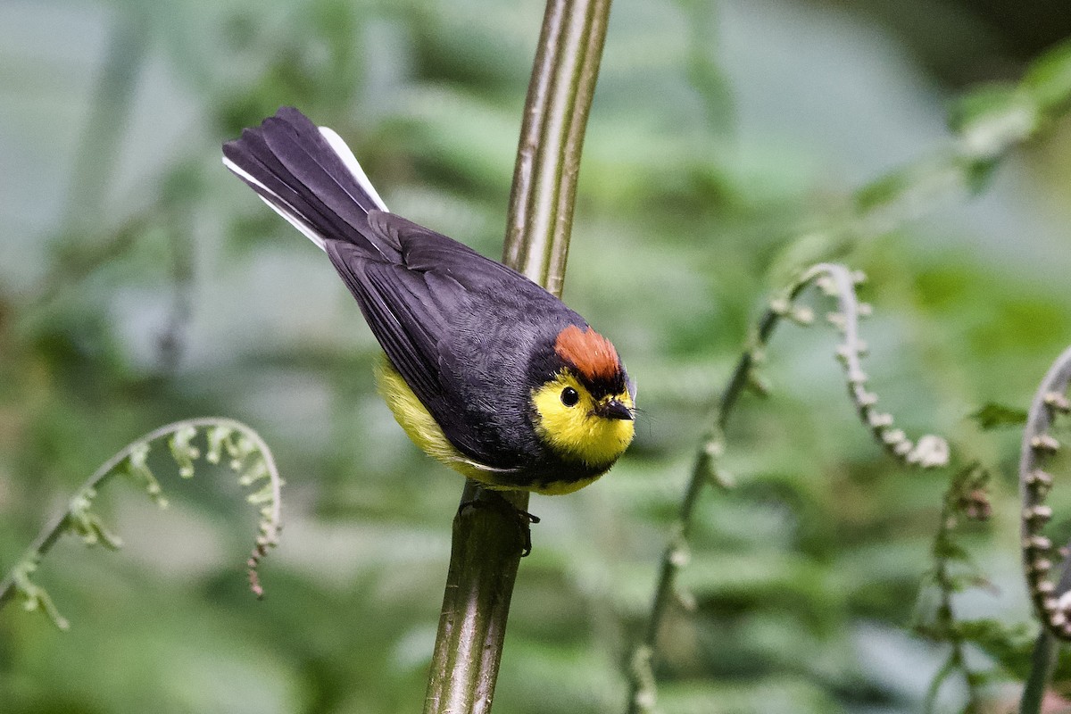 Collared Redstart - ML645653236
