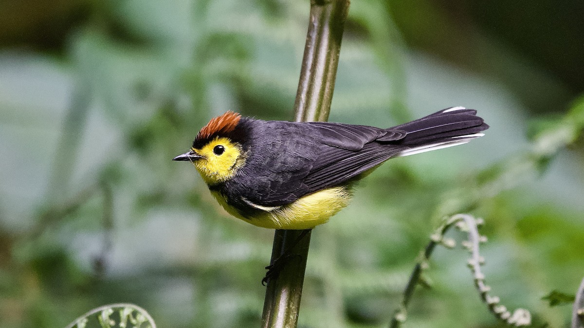 Collared Redstart - ML645653237