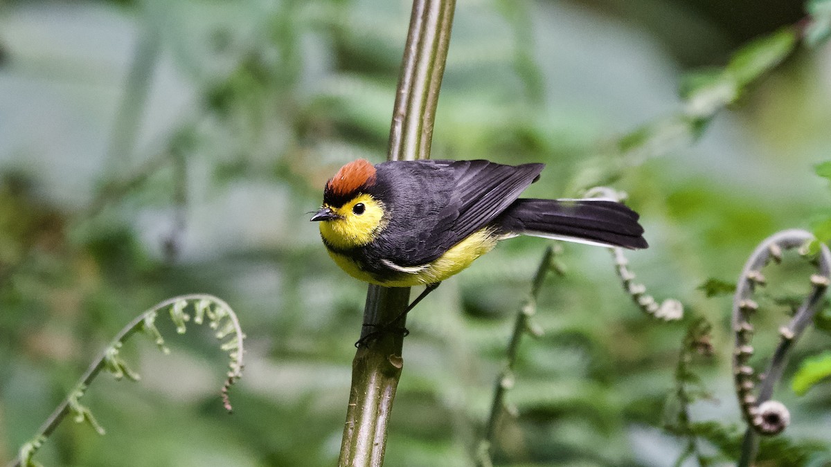 Collared Redstart - ML645653238
