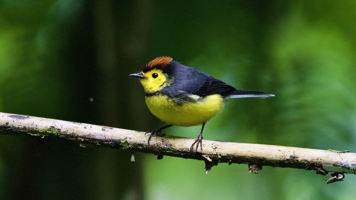 Collared Redstart - ML645653239