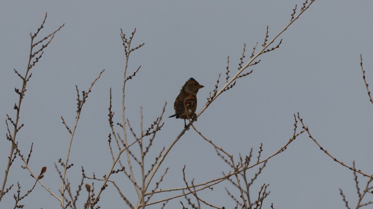 Brambling - ML645653256