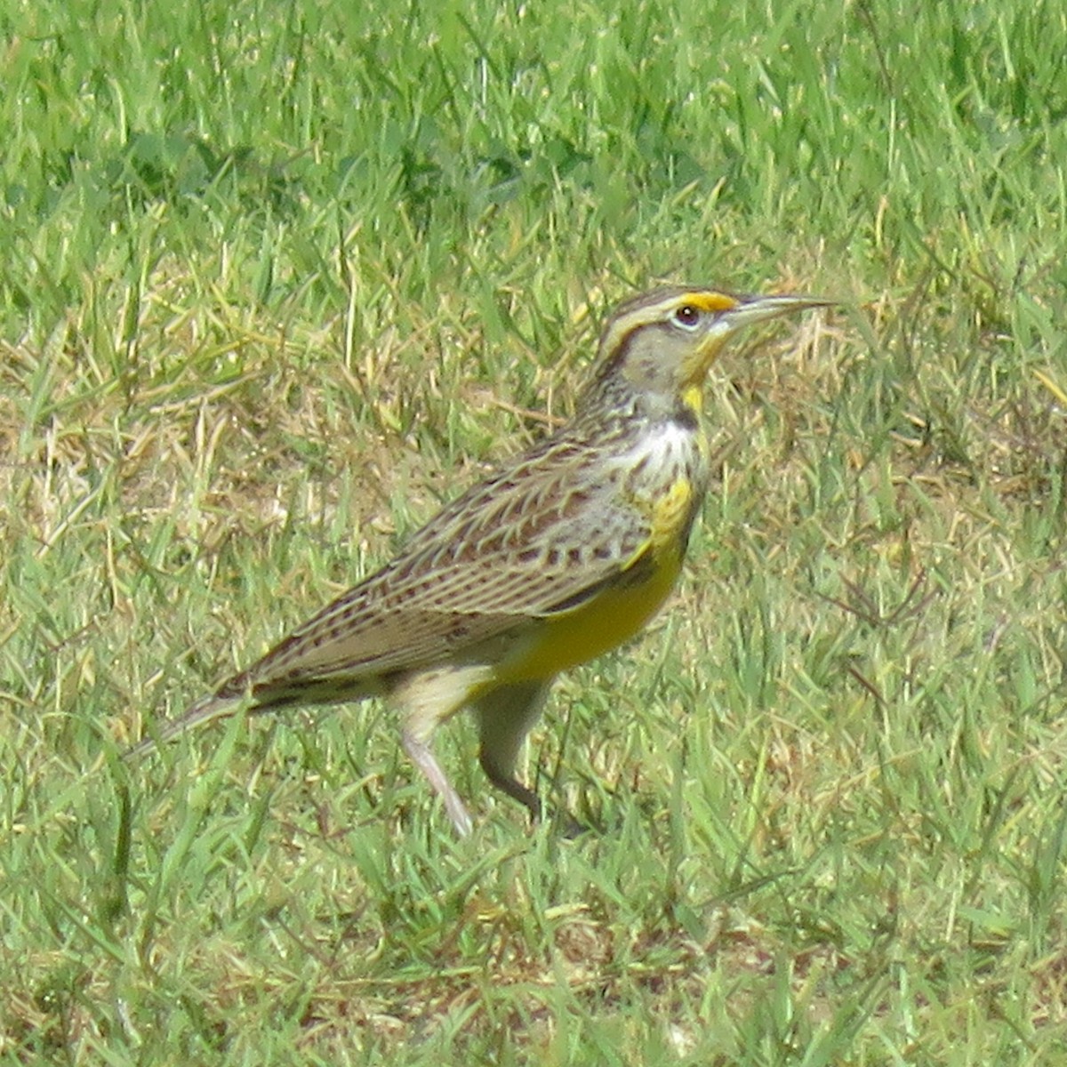 Western Meadowlark - ML645653260