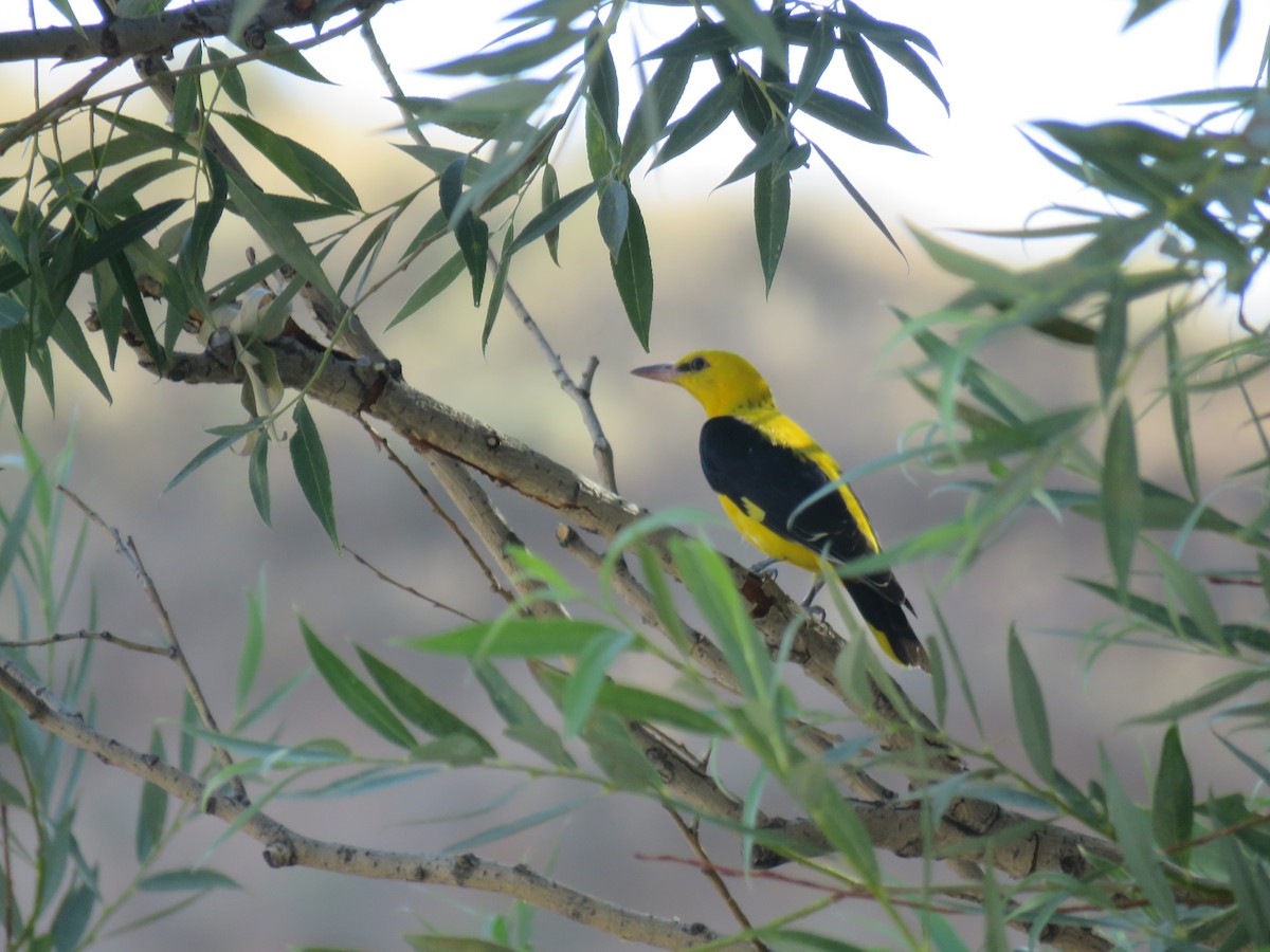 Eurasian Golden Oriole - ML645653267