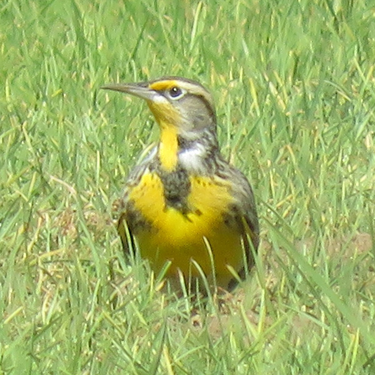 Western Meadowlark - ML645653270