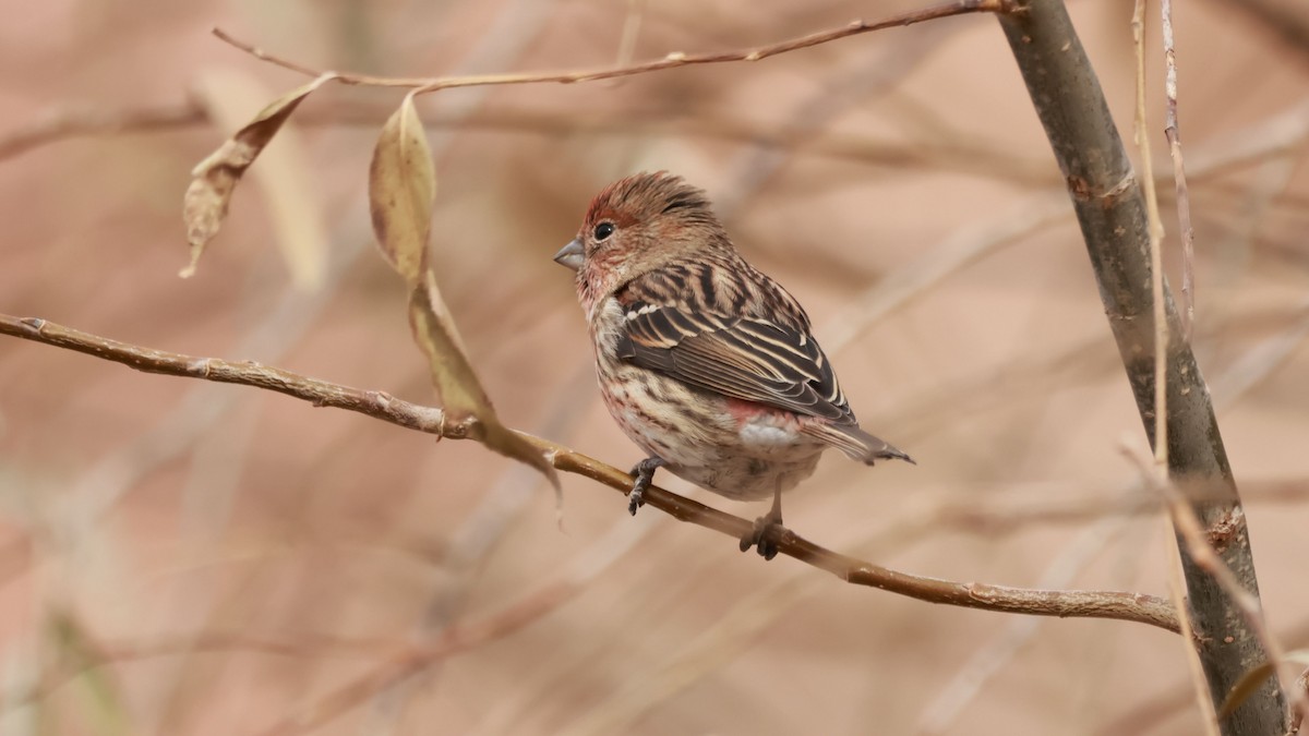 Pallas's Rosefinch - ML645653274