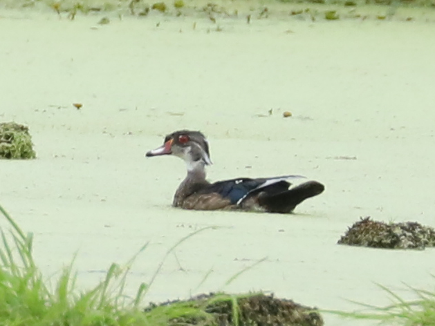 kachnička karolínská - ML645653282