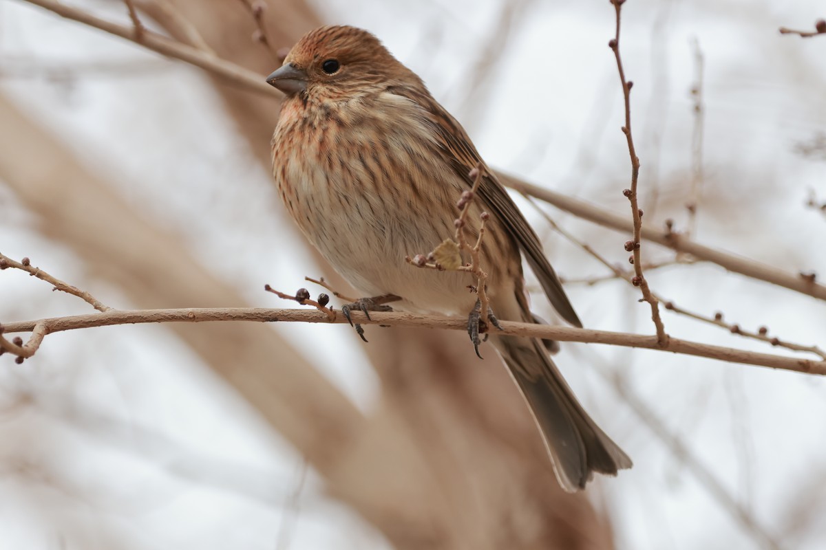 Pallas's Rosefinch - ML645653291