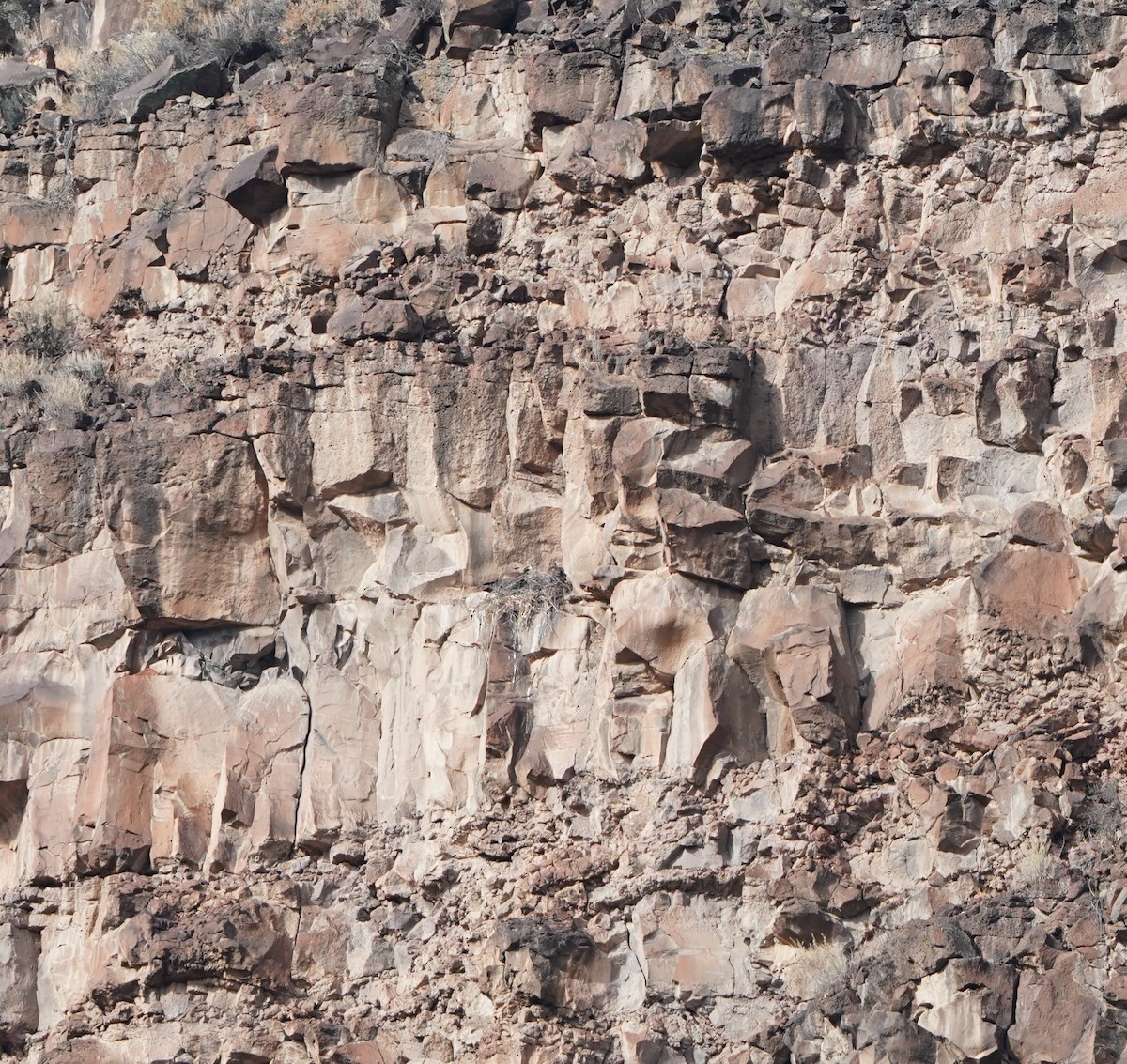 Golden Eagle - ML645653299