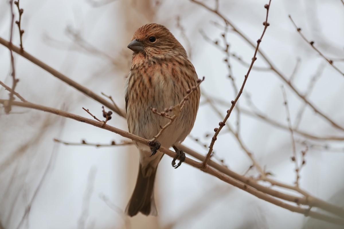 Pallas's Rosefinch - ML645653301