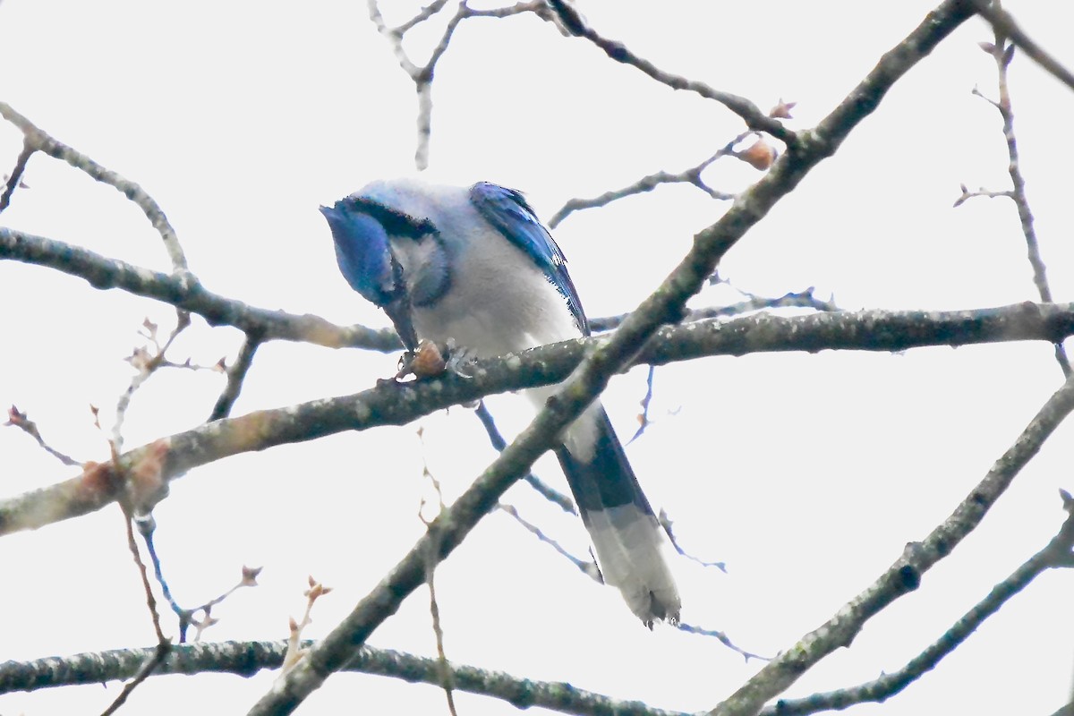 アオカケス - ML645653302