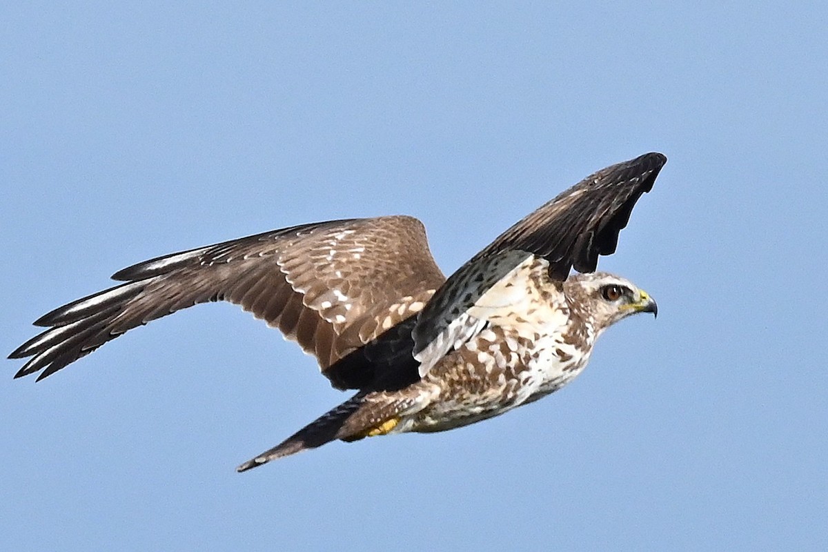 Common Buzzard - ML645653304