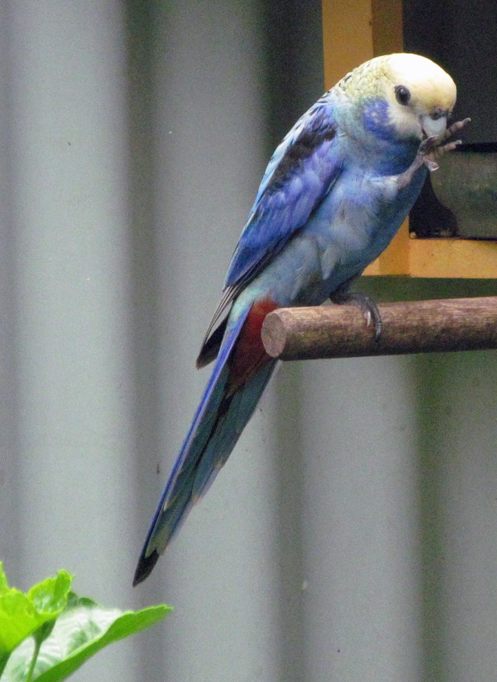 ホオアオサメクサインコ - ML645653305