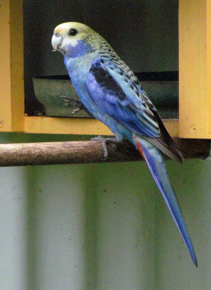 ホオアオサメクサインコ - ML645653306