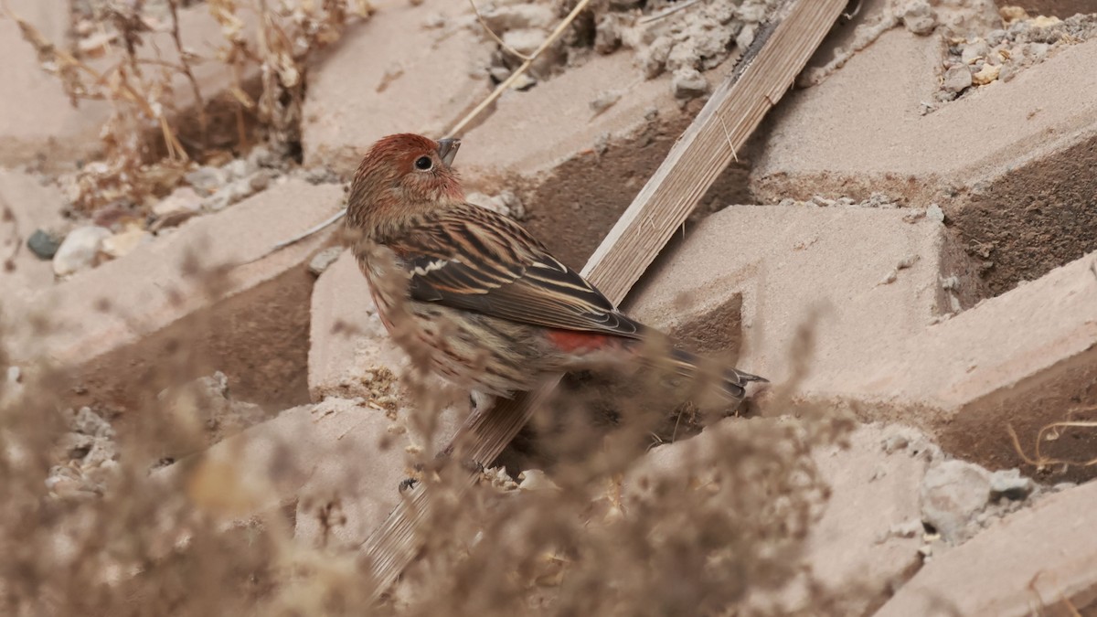 Pallas's Rosefinch - ML645653307