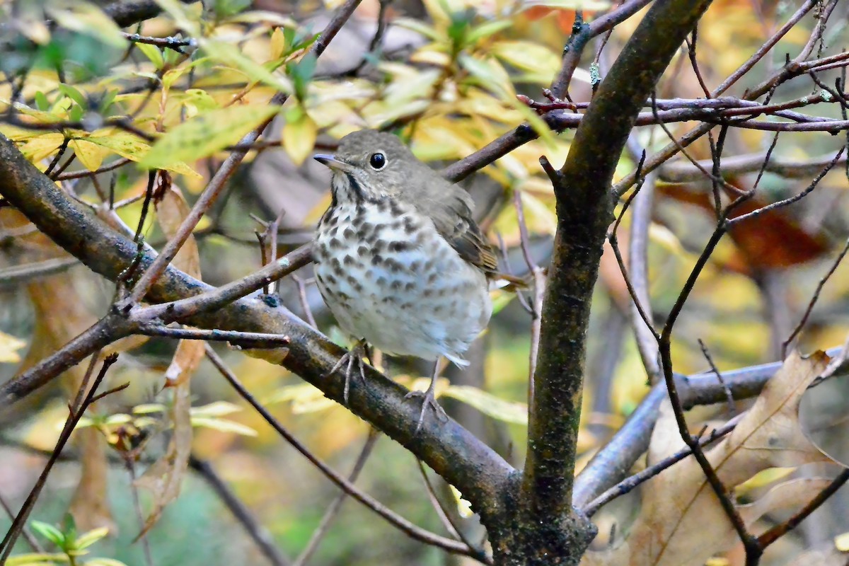 チャイロコツグミ - ML645653308