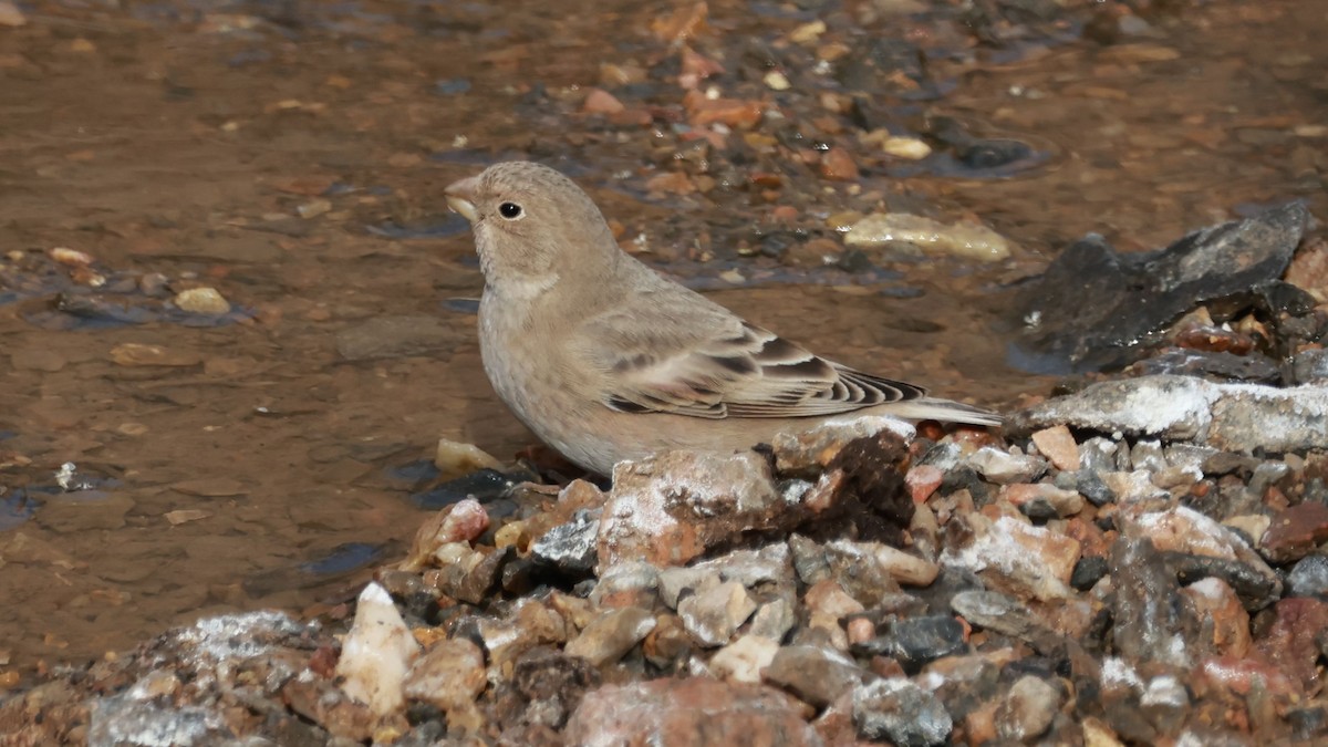 Mongolian Finch - ML645653309