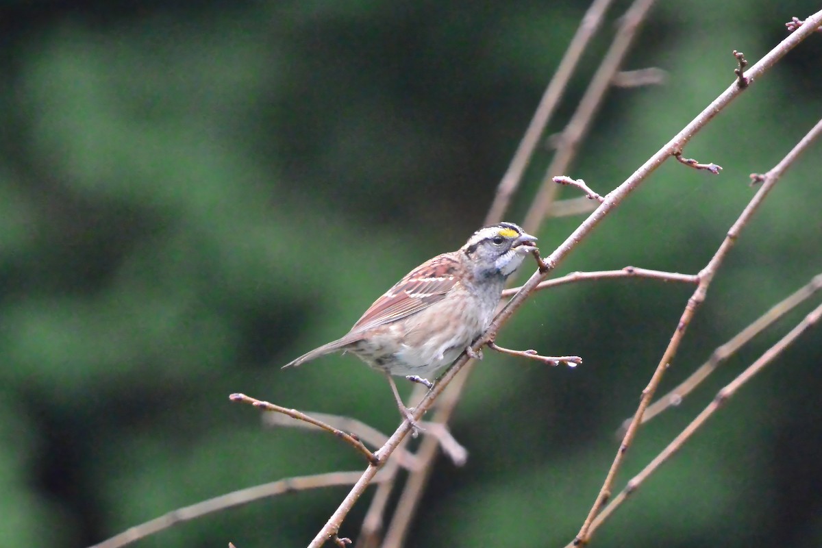 ノドジロシトド - ML645653311