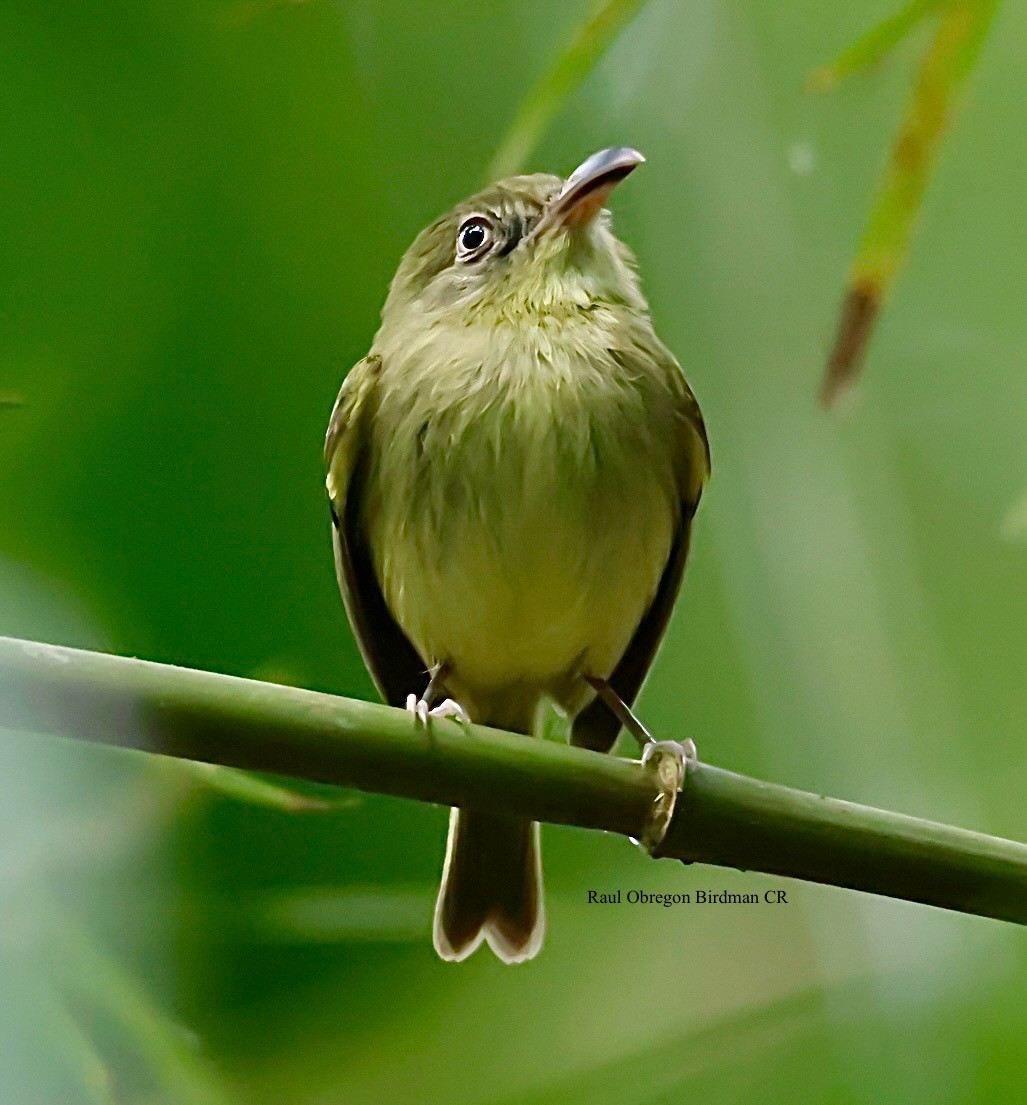 Southern Bentbill - ML645653314