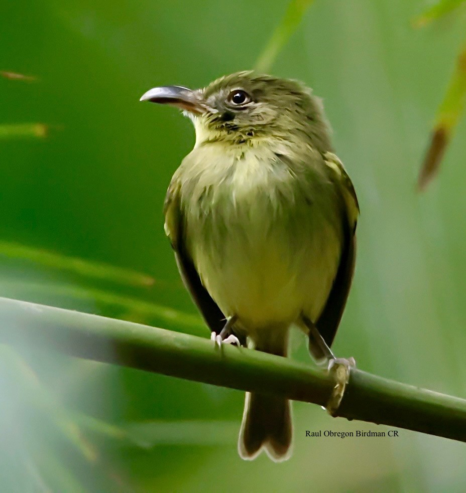 Southern Bentbill - ML645653315